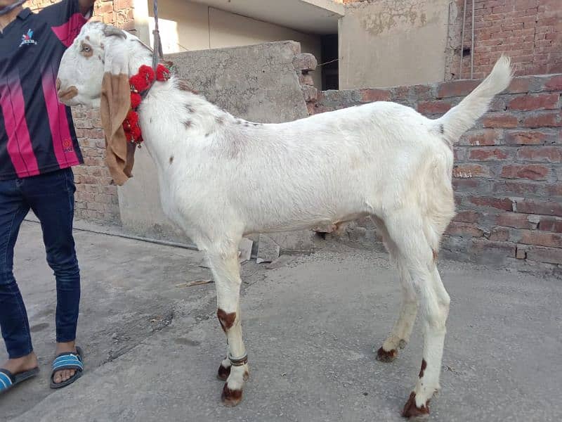 Desi bakry | donday bakry | Goat For sale 0