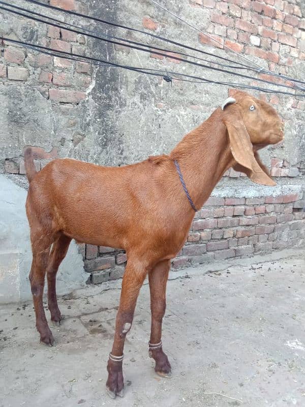 Desi bakry | donday bakry | Goat For sale 1