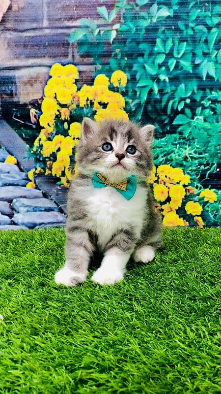 Persian kitten cats 18