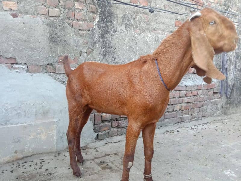 Desi bakry | donday bakry | Goat For sale 2