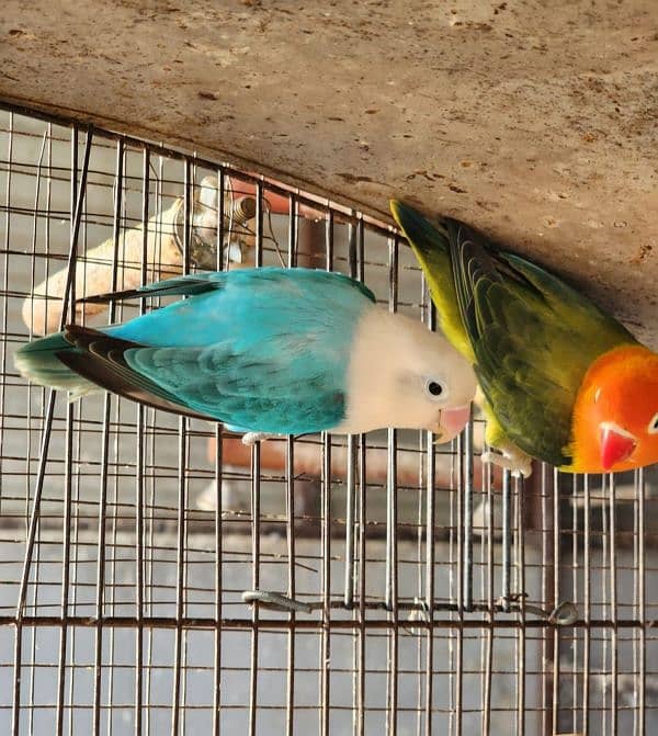 Breeder lovebirds for sale and exchange 0