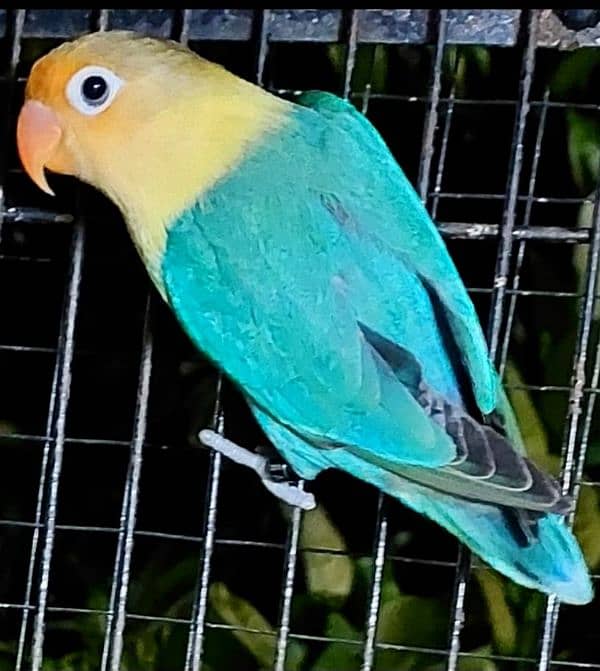 Breeder lovebirds for sale and exchange 1