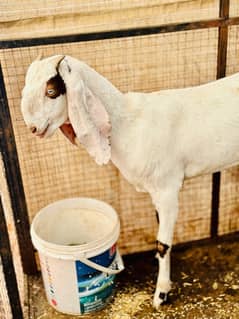 2 Dant pregnant Path Pehlan Bakri Goat