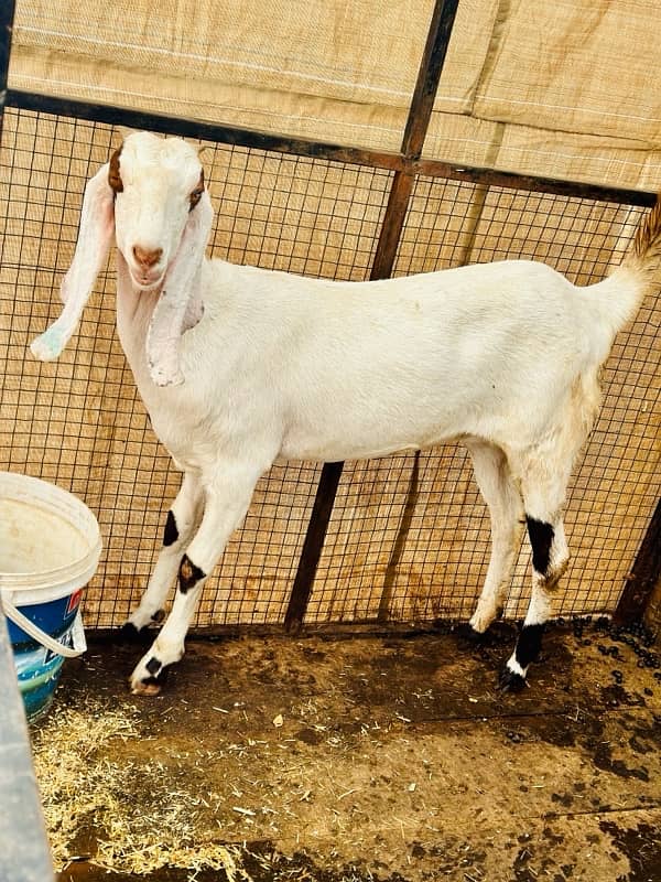 2 Dant pregnant Path Pehlan Bakri Goat 1