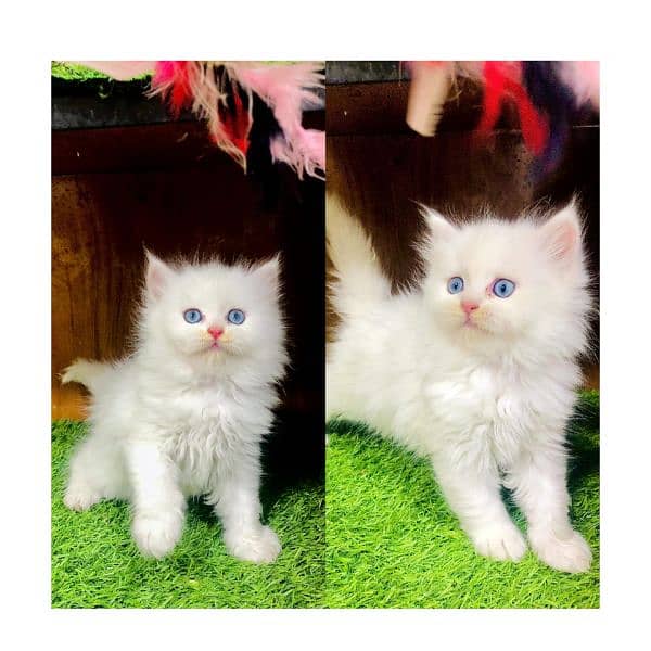 Persian kitten cats 0