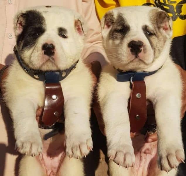 alabhi dog / alabhi / alabhi puppies/2 month old 0