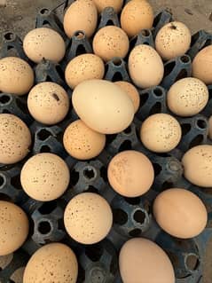 Hens and Eggs are available