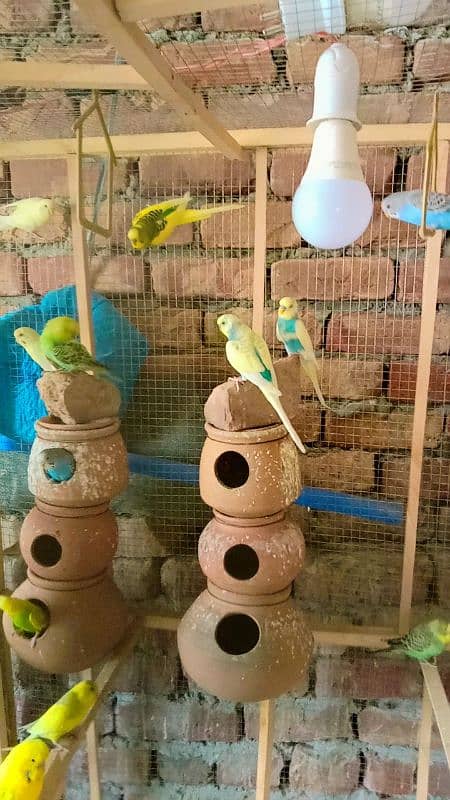 Australian parrots for sale . . . . 1