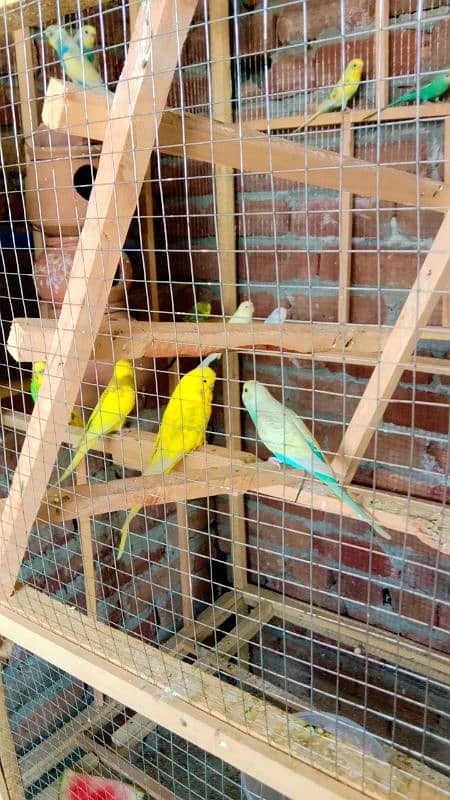 Australian parrots for sale . . . . 2