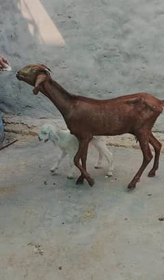 Goat | Bakri | Tedi |  Healthy | 6 dant | Teda | بکری | بکرے |  ٹیڈا |