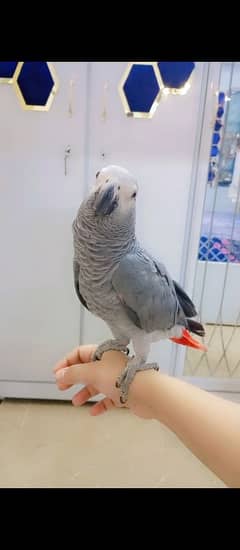 gray parrot