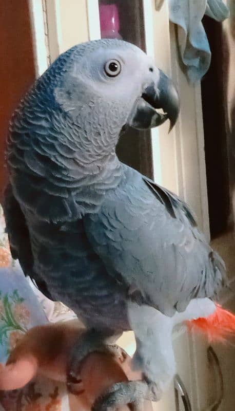 gray parrot 1