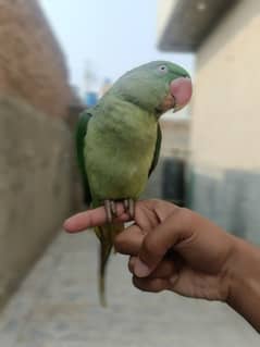 Raw parrot (female)