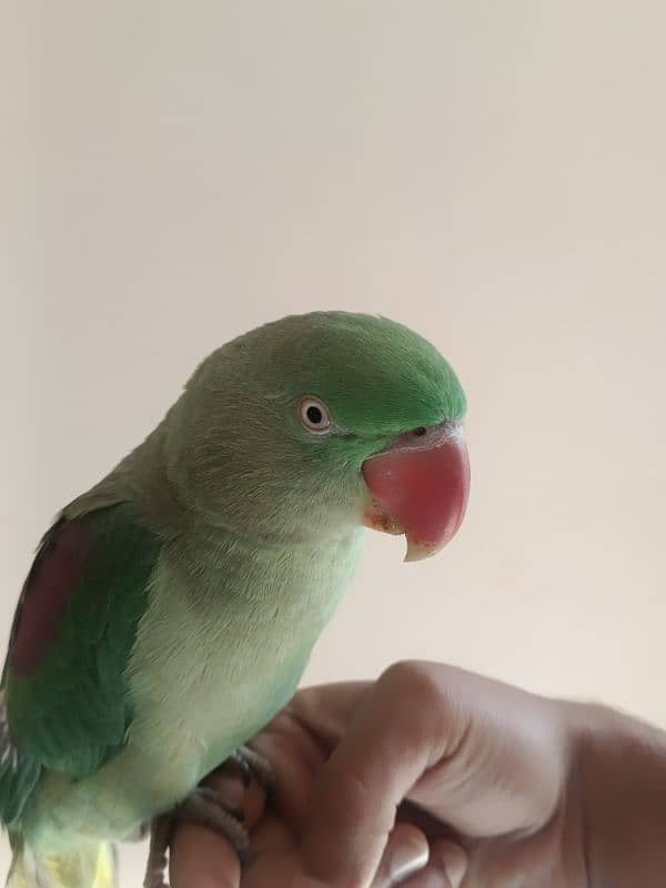 Raw parrot (female) 1