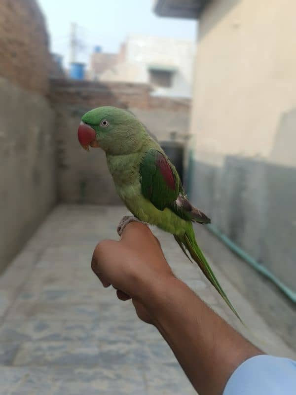 Raw parrot (female) 3