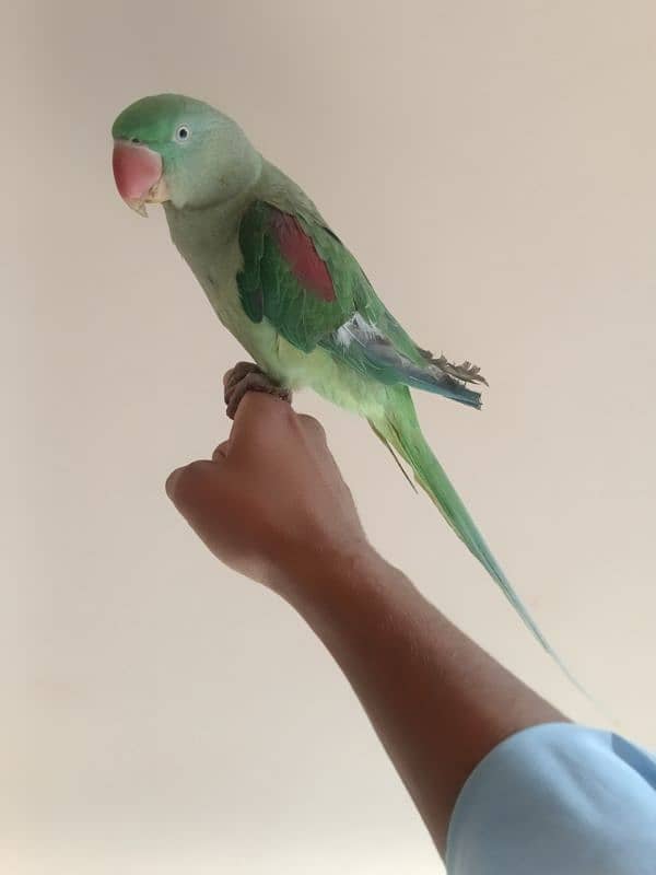 Raw parrot (female) 5