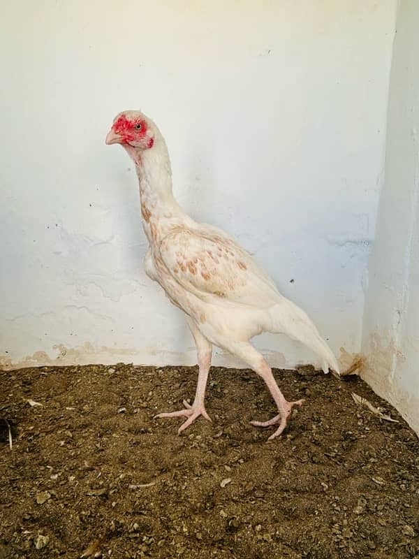 high quality aseel female available in reasonable price 1