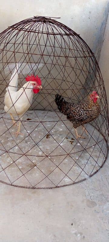 Egg laying misri murgi & breeder desi murga available: 0320-0227242. 0