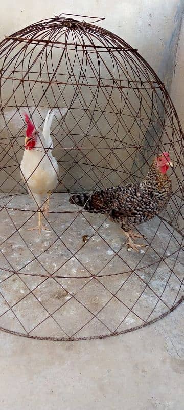 Egg laying misri murgi & breeder desi murga available: 0320-0227242. 1