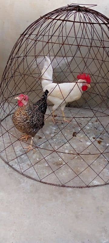 Egg laying misri murgi & breeder desi murga available: 0320-0227242. 2