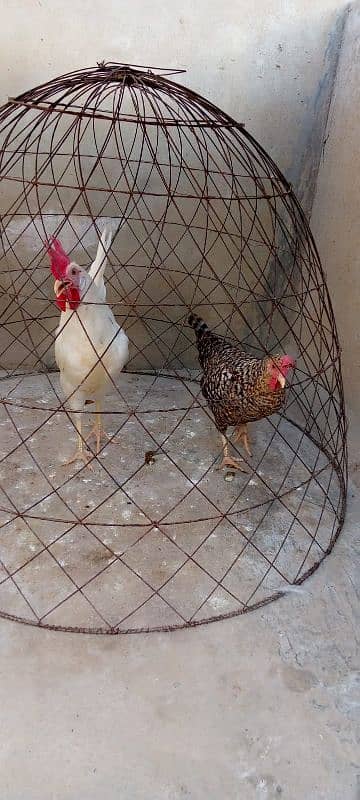 Egg laying misri murgi & breeder desi murga available: 0320-0227242. 3