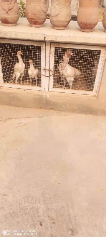 hera aseel male female for sale 2