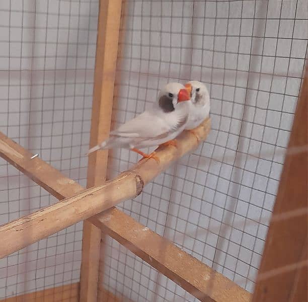 2 Pair and 1 male common finches with cage 0