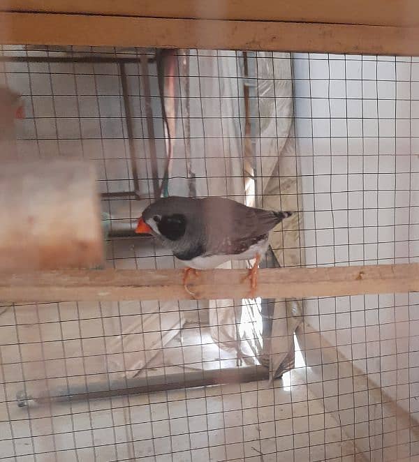 2 Pair and 1 male common finches with cage 1