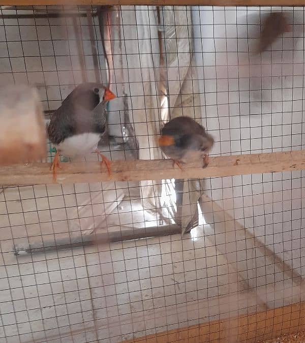 2 Pair and 1 male common finches with cage 2