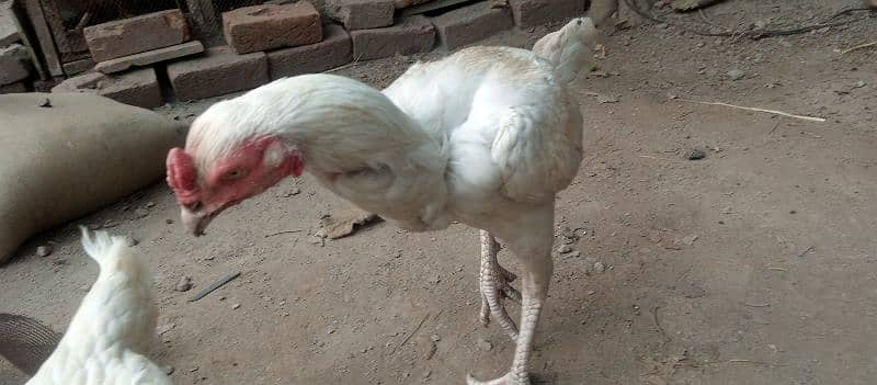 high quality aseel heera pair egg laying madi 0