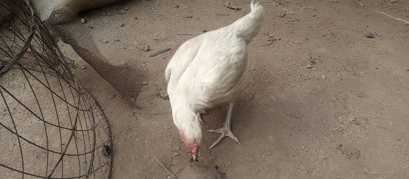 high quality aseel heera pair egg laying madi 1