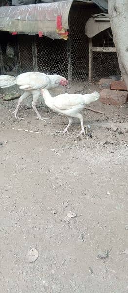 high quality aseel heera pair egg laying madi 2