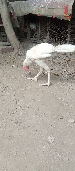 high quality aseel heera pair egg laying madi 3