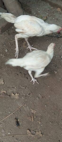 high quality aseel heera pair egg laying madi 4