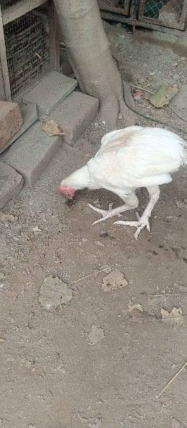 high quality aseel heera pair egg laying madi 5