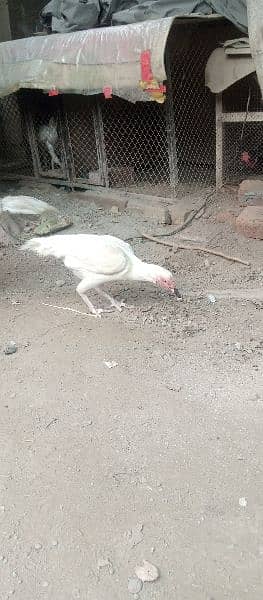 high quality aseel heera pair egg laying madi 7