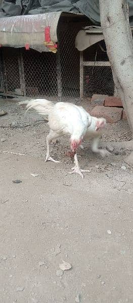 high quality aseel heera pair egg laying madi 8