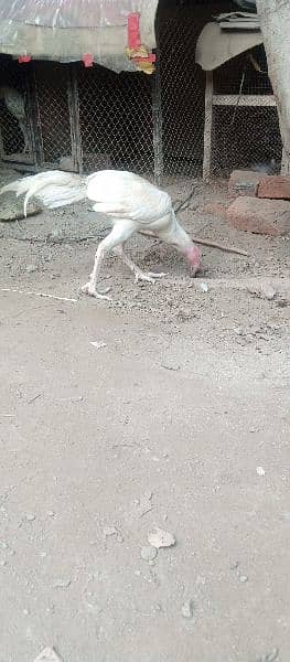 high quality aseel heera pair egg laying madi 9