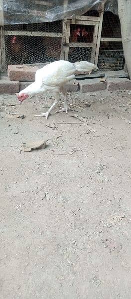 high quality aseel heera pair egg laying madi 10