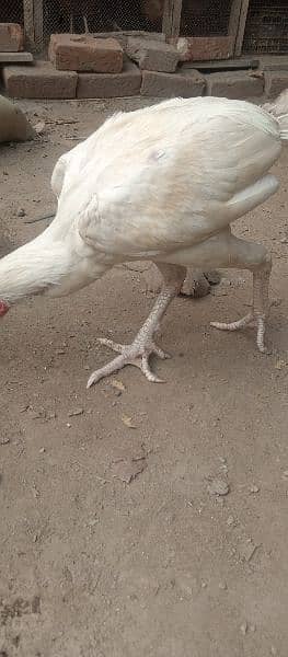 high quality aseel heera pair egg laying madi 11