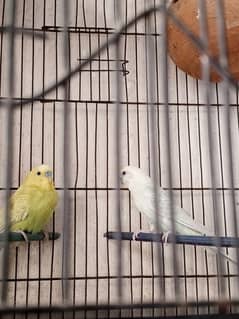 pair of birds with small cage