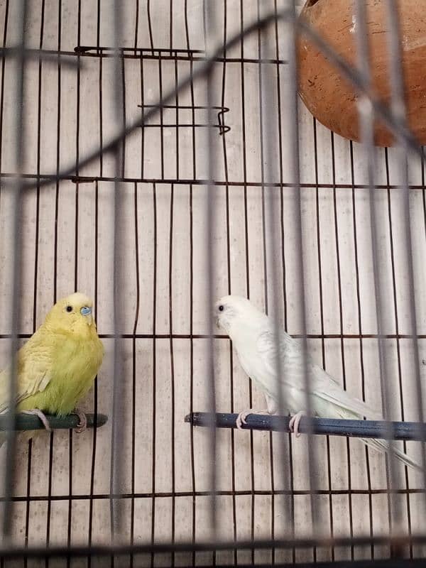 pair of birds with small cage 0