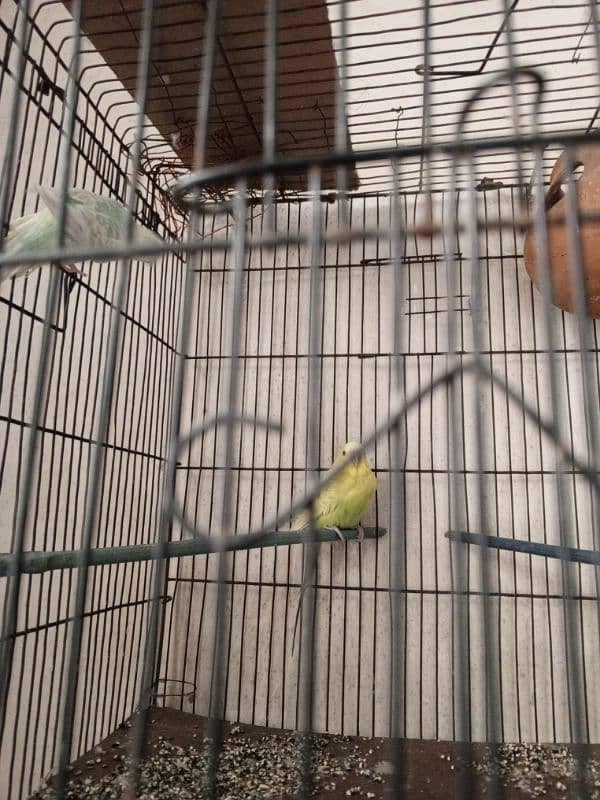 pair of birds with small cage 1