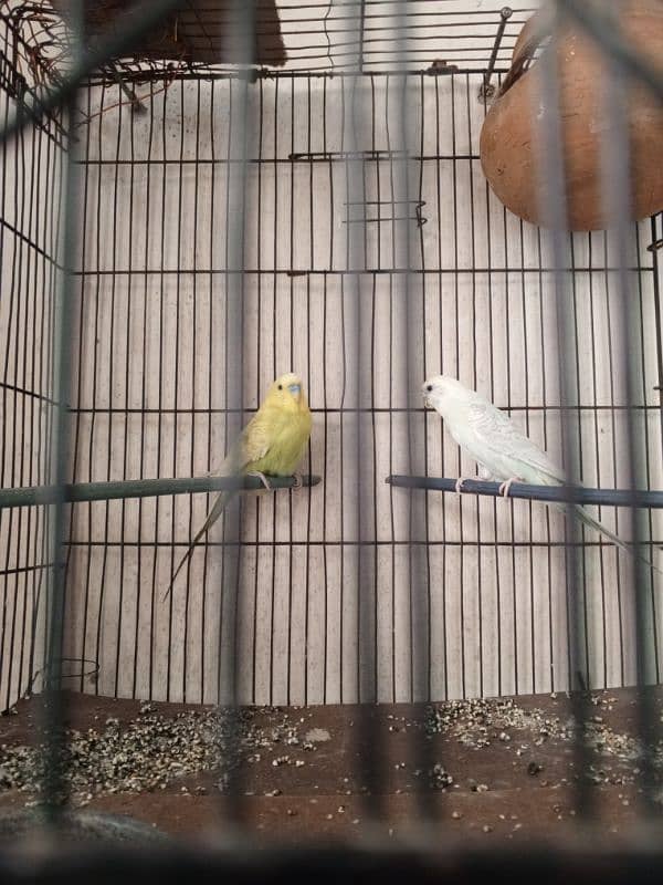 pair of birds with small cage 3