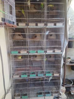 12 potioned cage with 12.5 pair of budgies with eggs and babies