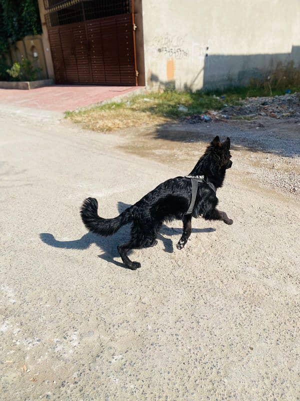 long coat black German shepherd male puppy 2