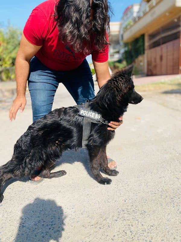 long coat black German shepherd male puppy 3