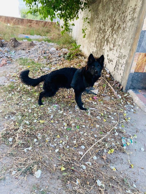 long coat black German shepherd male puppy 5