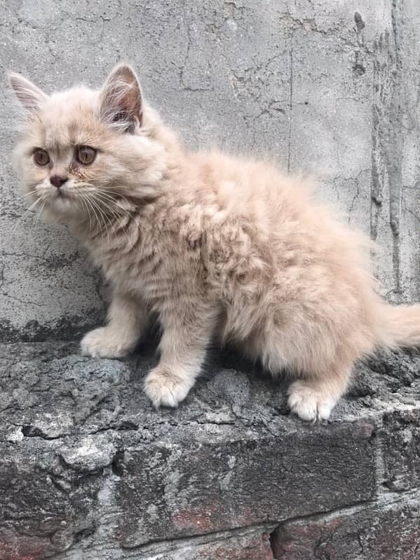 Persian Balu kittens Available 0