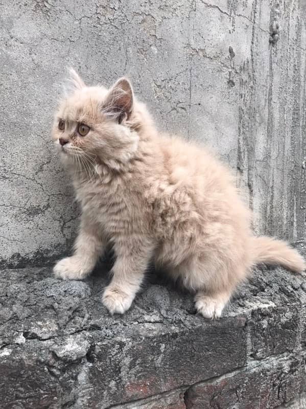 Persian Balu kittens Available 1